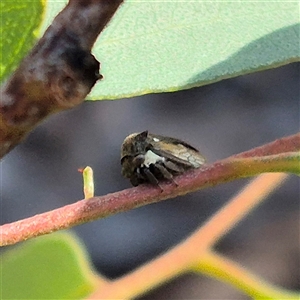 Pogonella minutus at Bungendore, NSW - suppressed