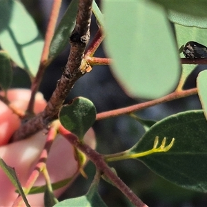 Pogonella minutus at Bungendore, NSW - suppressed