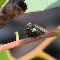 Pogonella minutus at Bungendore, NSW - suppressed