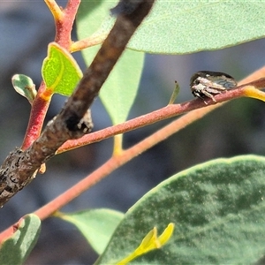 Pogonella minutus at Bungendore, NSW - suppressed