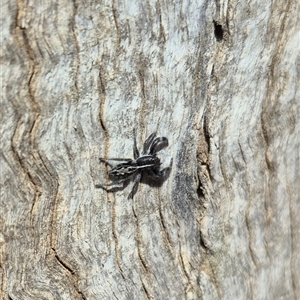 Ocrisiona leucocomis at Bungendore, NSW - suppressed