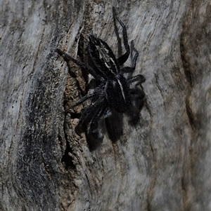 Ocrisiona leucocomis at Bungendore, NSW - suppressed