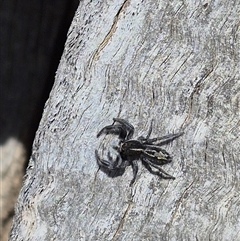 Ocrisiona leucocomis at Bungendore, NSW - suppressed