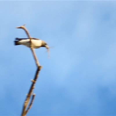 Artamus leucorynchus (White-breasted Woodswallow) at Urana, NSW - 5 Nov 2024 by MB