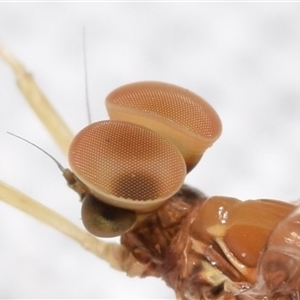 Baetidae sp. (family) at suppressed - 9 Nov 2024