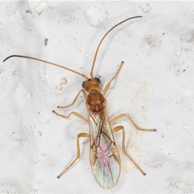 Braconidae (family) (Unidentified braconid wasp) at Melba, ACT - 6 Nov 2024 by kasiaaus