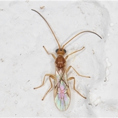 Braconidae (family) at Melba, ACT - 6 Nov 2024 08:47 PM