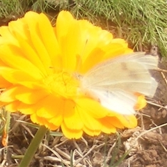 Pieris rapae (Cabbage White) at Fyshwick, ACT - 8 Nov 2024 by MichaelMulvaney