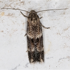 Elachista velox (A Gelechioid moth (Elachistidae)) at Melba, ACT - 6 Nov 2024 by kasiaaus