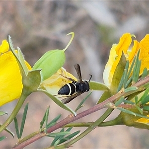 Eumeninae (subfamily) at Bungendore, NSW - suppressed