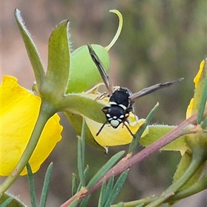 Eumeninae (subfamily) at Bungendore, NSW - suppressed