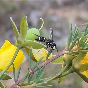 Eumeninae (subfamily) at Bungendore, NSW - suppressed