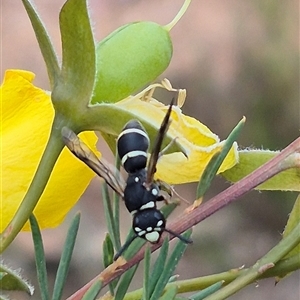 Eumeninae (subfamily) at Bungendore, NSW - suppressed