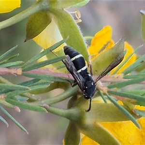 Eumeninae (subfamily) at Bungendore, NSW - suppressed