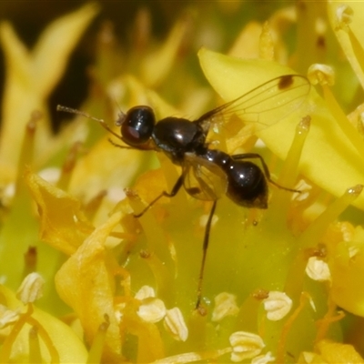 Parapalaeosepsis plebeia (Ant fly) at Freshwater Creek, VIC - 4 Nov 2024 by WendyEM