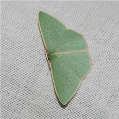 Chlorocoma dichloraria (Guenee's or Double-fringed Emerald) at Freshwater Creek, VIC - 5 Nov 2024 by WendyEM