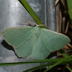 Prasinocyma semicrocea (Common Gum Emerald moth) at Freshwater Creek, VIC - 4 Nov 2024 by WendyEM