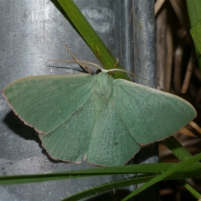 Prasinocyma semicrocea (Common Gum Emerald moth) at Freshwater Creek, VIC - 5 Nov 2024 by WendyEM