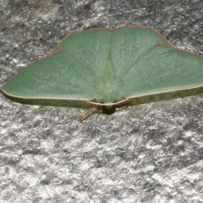 Prasinocyma semicrocea (Common Gum Emerald moth) at Freshwater Creek, VIC - 5 Nov 2024 by WendyEM