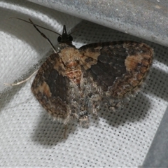 Chloroclystis pallidiplaga (White-shouldered Pug Moth) at Freshwater Creek, VIC - 4 Nov 2024 by WendyEM