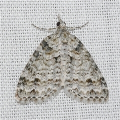 Microdes villosata (Distorted Carpet) at Freshwater Creek, VIC - 4 Nov 2024 by WendyEM