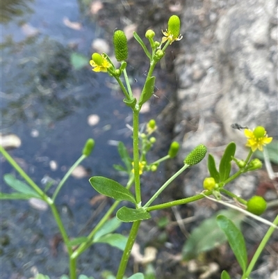 Ranunculus sceleratus subsp. sceleratus (Celery-leaved Buttercup, Celery Buttercup) at Boorowa, NSW - 9 Nov 2024 by JaneR