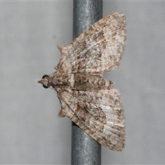 Phrissogonus laticostata (Apple looper moth) at Freshwater Creek, VIC - 4 Nov 2024 by WendyEM