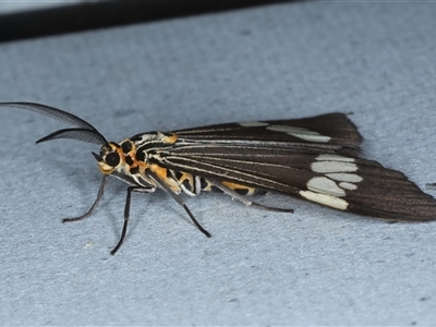 Nyctemera (genus) (A Tiger moth (Arctiini)) at Rosedale, NSW - 9 Nov 2024 by jb2602