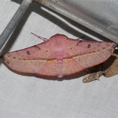 Oenochroma vinaria (Pink-bellied Moth, Hakea Wine Moth) at Freshwater Creek, VIC - 4 Nov 2024 by WendyEM