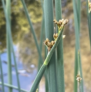 Schoenoplectus tabernaemontani at Boorowa, NSW - 9 Nov 2024