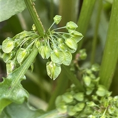 Rumex crispus (Curled Dock) at Boorowa, NSW - 9 Nov 2024 by JaneR