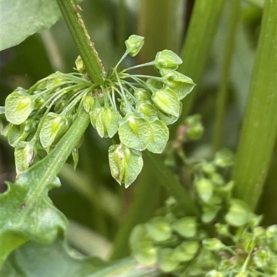 Rumex crispus (Curled Dock) at Boorowa, NSW - 9 Nov 2024 by JaneR