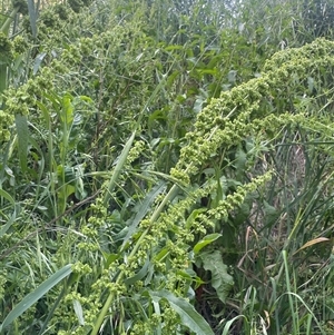 Rumex crispus at Boorowa, NSW - 9 Nov 2024 03:26 PM