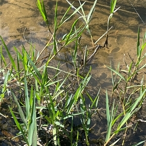 Paspalum distichum at Boorowa, NSW - 9 Nov 2024 03:32 PM