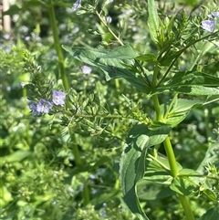 Veronica anagallis-aquatica (Blue Water Speedwell) at Boorowa, NSW - 9 Nov 2024 by JaneR