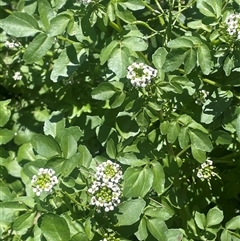 Rorippa nasturtium-aquaticum (Watercress) at Boorowa, NSW - 9 Nov 2024 by JaneR