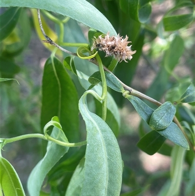 Salix matsudana (Tortured Willow) at Boorowa, NSW - 9 Nov 2024 by JaneR