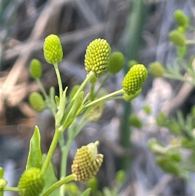 Ranunculus sceleratus subsp. sceleratus (Celery-leaved Buttercup, Celery Buttercup) at Boorowa, NSW - 9 Nov 2024 by JaneR