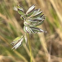 Rytidosperma carphoides (Short Wallaby Grass) at Boorowa, NSW - 9 Nov 2024 by JaneR