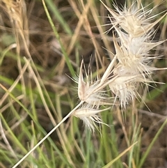 Rytidosperma carphoides at Boorowa, NSW - 9 Nov 2024 05:15 PM