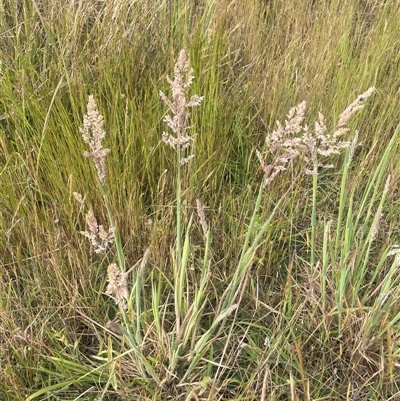 Holcus lanatus (Yorkshire Fog) at Boorowa, NSW - 9 Nov 2024 by JaneR