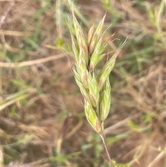 Bromus hordeaceus (A Soft Brome) at Boorowa, NSW - 9 Nov 2024 by JaneR