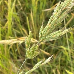 Bromus hordeaceus at Boorowa, NSW - 9 Nov 2024 05:12 PM