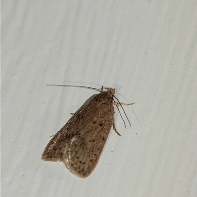 Chezala privatella (A Concealer moth) at Penrose, NSW - 6 Nov 2024 by Aussiegall