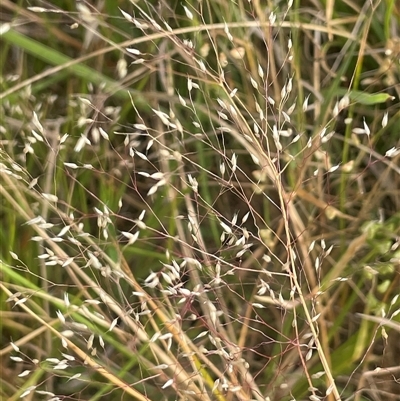 Aira elegantissima (Delicate Hairgrass) at Boorowa, NSW - 9 Nov 2024 by JaneR