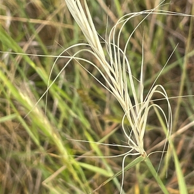 Anthosachne scabra (Common Wheat-grass) at Boorowa, NSW - 9 Nov 2024 by JaneR