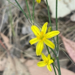 Tricoryne elatior at Boorowa, NSW - 9 Nov 2024