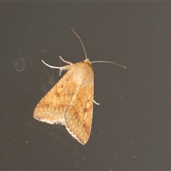 Helicoverpa (genus) (A bollworm) at Penrose, NSW - 8 Nov 2024 by Aussiegall