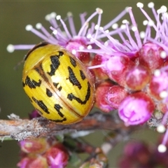 Paropsisterna obliterata at Tinderry, NSW - 9 Nov 2024