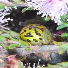 Paropsisterna obliterata at Tinderry, NSW - 9 Nov 2024